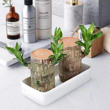 BlessLeaf™️ Lucky Brazil Wood Potted Plant